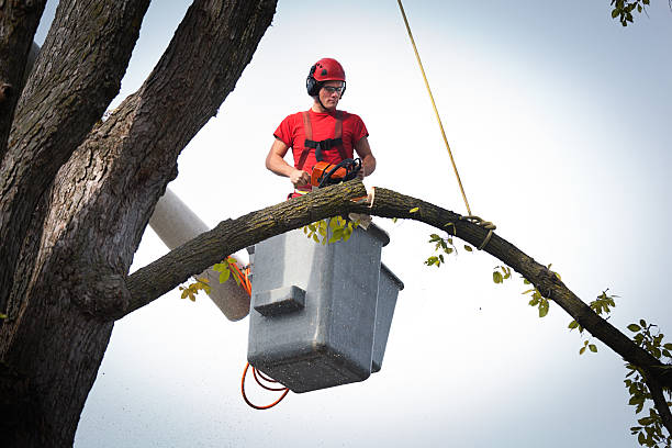 Why Choose Our Tree Removal Services in Troup, TX?